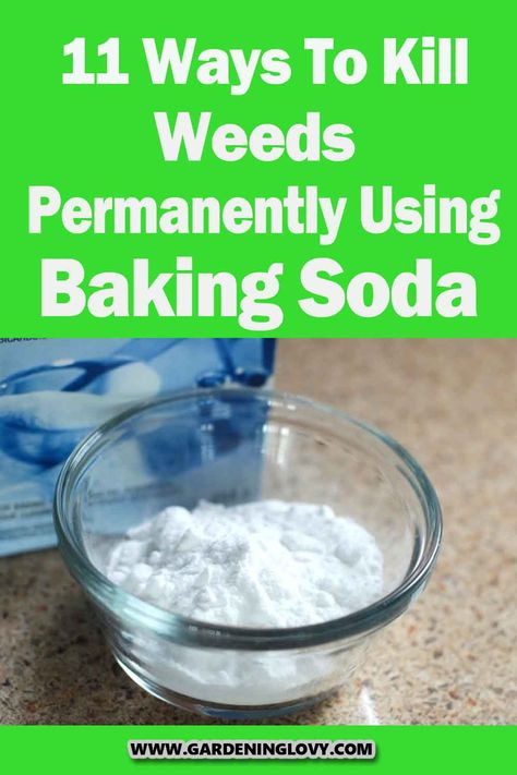 Can we use baking soda to kill weeds? Or have you ever wondered: And how to use it in my lawn? If you have had these questions in the past, read this post to know 11 ways to kill weeds using baking soda. Killing Weeds With Vinegar Diy, Natural Ways To Kill Weeds, What Kills Grass And Weeds, Organic Ways To Kill Weeds, Killing Weeds Permanently, How To Kill Weeds With Vinegar, How To Kill Weeds, Baking Soda For Weeds, How To Kill Grass Naturally