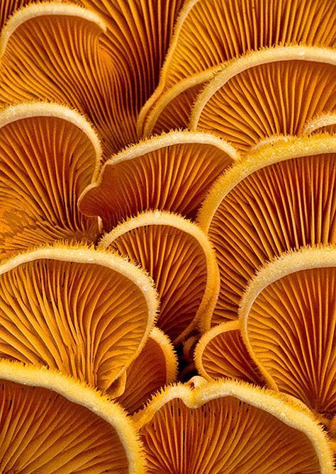 Fungi Pictures, Mushroom Pictures, Texture Inspiration, Texture Photography, Organic Form, Natural Forms, Weird And Wonderful, Cool Stuff, Patterns In Nature