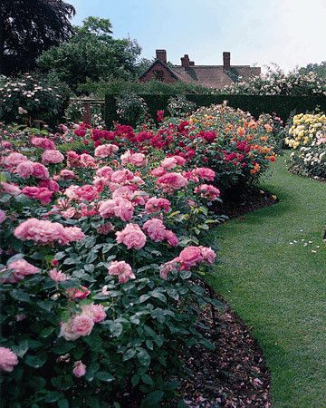 Rose Garden Landscape, David Austin Rose, Roses Only, Rose Garden Design, Meteor Garden 2018, Magic Garden, Shrub Roses, Luxury Garden, David Austin Roses