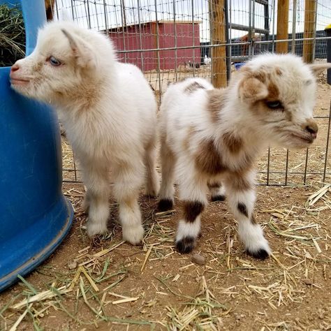 Petting Zoo Goats, Petting Zoo Date Aesthetic, Petting Zoo Farm Aesthetic, Petting Zoo Animals, Petting Zoo Ideas, Petting Zoo Farm, Boardwalk Carnival, Petting Zoo Party, Character Vibes