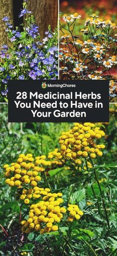 Medical Herb Garden, Chronic Headaches, Medicinal Herb Garden, Medicine Garden, Herbal Tea Garden, Medicinal Herbs Garden, Medical Herbs, Medicinal Garden, Healing Garden