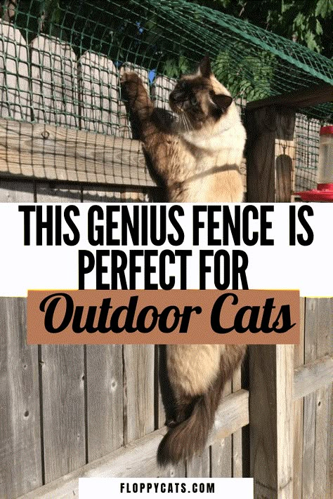 Cat Containment Fence: One Reader Shares How He Contains His Ragdoll Cat Cat Enclosure Outdoor, Outdoor Cat Run, Outdoor Cat Tree, Outside Cat Enclosure, Cat House Outdoor, Diy Cat Enclosure, Outdoor Cat Shelter, Catio Ideas, Cat Fence