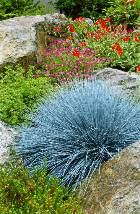 Ornamental Grass Landscape, Low Water Landscaping, Evergreen Groundcover, Blue Fescue, Drought Tolerant Perennials, Granny Pod, Grass Landscape, Drought Tolerant Landscape, Ornamental Grass