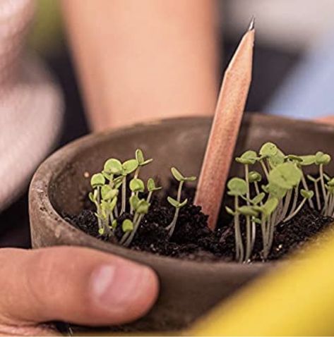 You Can Grow Plants from These Biodegradable Pencils and I Want Them Plantable Pencil, Seed Pencil, Science Games For Kids, General Gift Ideas, Fun Facts For Kids, Plant People, Basil Seeds, Mini Diy, Mae West