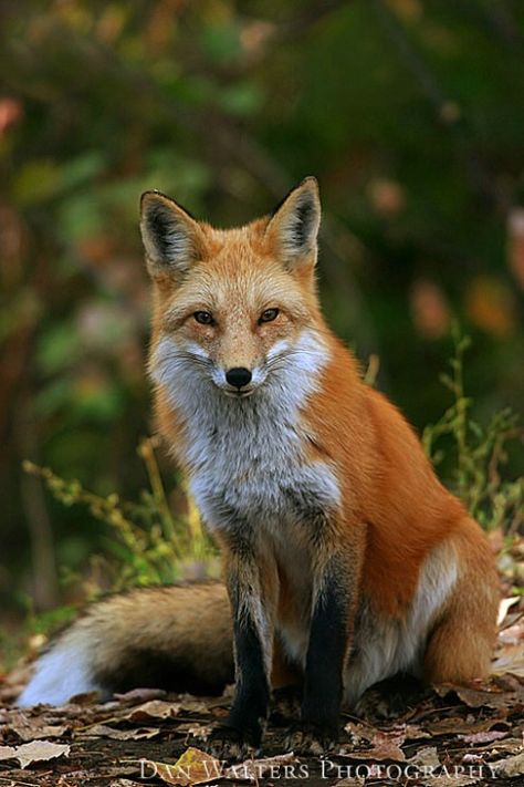 Fox Images Pictures, Fox Front View, Red Fox Photography, Fox And Chicken, Fox In Nature, Fox Sitting, Fox Photo, Fox Photos, Red Foxes