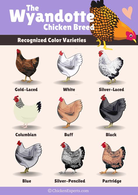 Wyandotte Chickens - 23 Things you NEED to know!😍 - chickenexperts Blue Wyandotte Chicken, Wyandottes Chickens, Different Types Of Chickens, Wyandotte Chicken Colors, Gold Laced Wyandotte, Chicken Species, Chicken Colors, Wyandotte Hen, Wyandotte Chickens