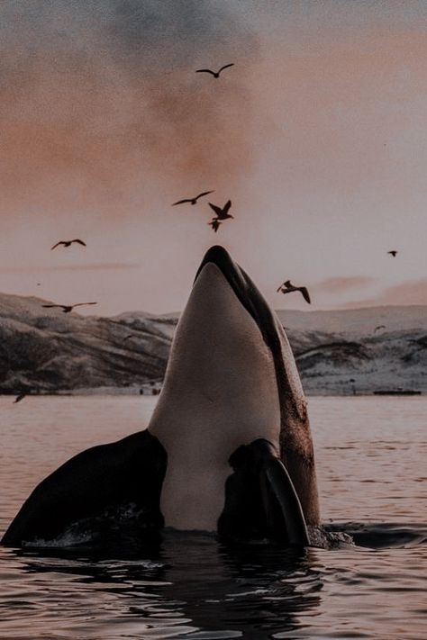 Dark Animal Photography, Dark Animal Aesthetic, Insta Collage, Orca Art, Animals Aesthetic, Orca Whale, Beautiful Sea Creatures, Orca Whales, Killer Whale