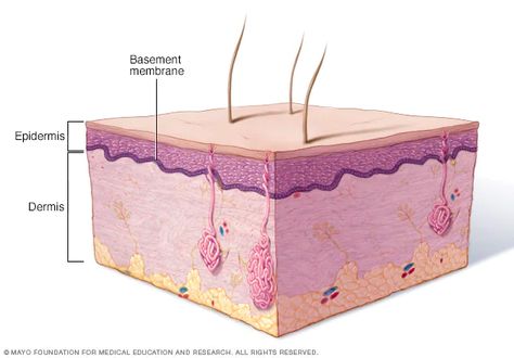 Basement membrane - Mayo Clinic Complement System, Epidermolysis Bullosa, Adaptive Immune System, Basement Membrane, Clinic Logo, Biology Lessons, Fluid Retention, Nasal Spray, Mayo Clinic