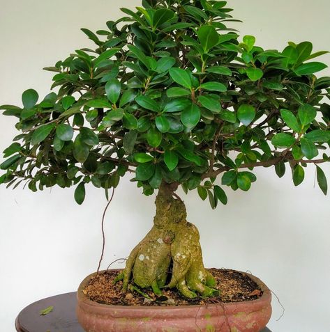 Ginseng Ficus, Ginseng Bonsai, Ficus Ginseng Bonsai, Flowering Bonsai Tree, Ficus Ginseng, Bonsai Diy, Ficus Bonsai, Bonsai Ficus, Ficus Pumila