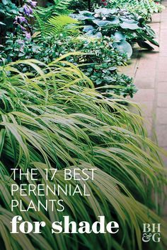 Best Perennials For Shade, Easy Garden Ideas Landscaping, Easy Gardening Ideas, Shady Gardens, Shade Loving Shrubs, Shade Landscaping, Shade Loving Plants, Shade Garden Design, Plants For Shade