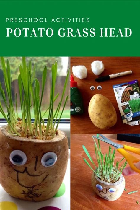 Grass Heads For Kids How To Make, Cress Heads Kids, Potato Crafts For Kids, Mr Potato Head Craft, Potato Head Craft, Potato Activities, Potato Craft, Cress Heads, Vegetable Crafts