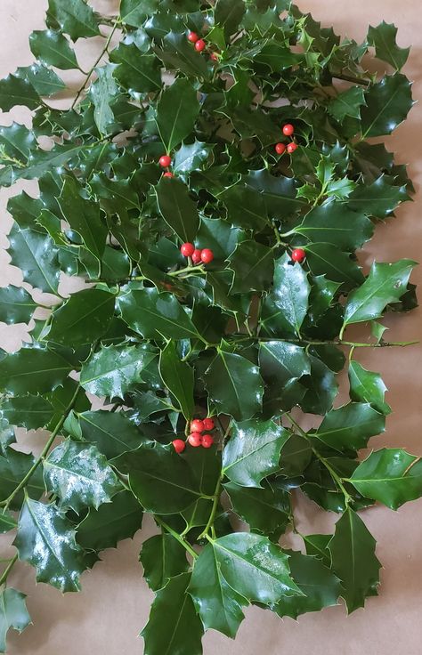 fresh holly Holly Ideas For Christmas, Holly Berry Tree, Fresh Holly Ideas, Holly Table Decor, Holly Diy Decorations, Christmas Holly Arrangement, Holly Tree Christmas Decor, Christmas Holly Decor, Live Holly Decorations