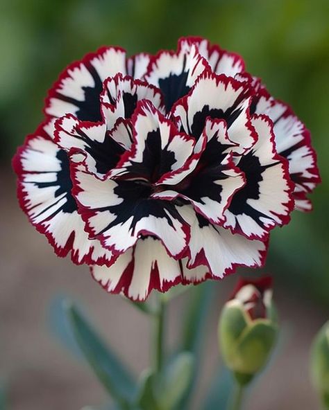 Dianthus Caryophyllus, Flowers Orchids, Carnation Flower, Unusual Flowers, Magical Garden, Unusual Things, Orchids, Beautiful Flowers, Landscaping