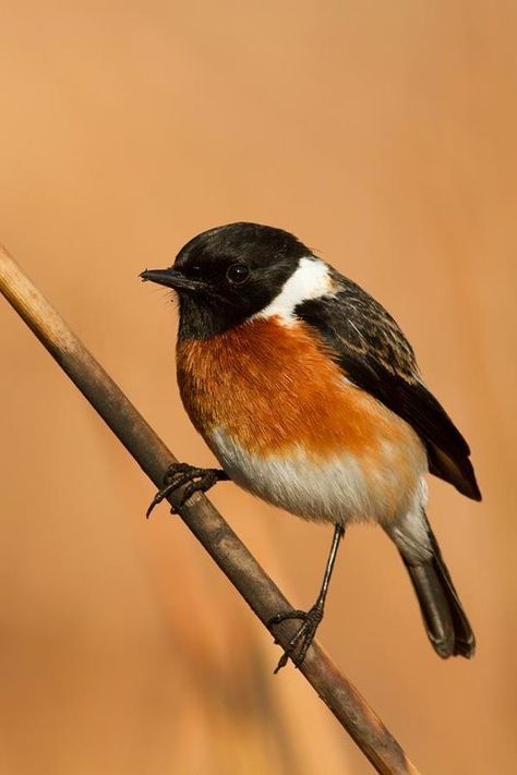 African Stonechat Stonechat, Birds Nests, Tiny Bird, Robin Bird, Colorful Birds, Song Bird, Robins, Birds, Stone