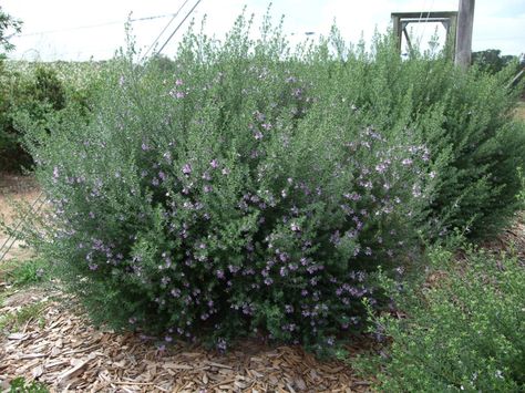 Westringia 'Blue Gem' Westringia Fruticosa, Planting Shrubs, Front Landscaping, Drought Tolerant Plants, Sun And Water, Perfect Plants, Deciduous Trees, Blue Gems, Types Of Soil