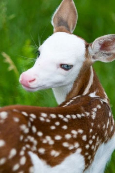 A very peculiar baby Fawn named ‘Dragon’, was rejected by his mother after its birth. The reason for Dragon to be special, is that his face was almost totally white in color. This condition is not a very suitable attribute for a deer in the wilds. Piebald Deer, Owl Creature, Fursona Reference, Deer Character, Fursona Ref, Deer Tail, Reindeer Art, Forest Kingdom, Family Portrait Painting