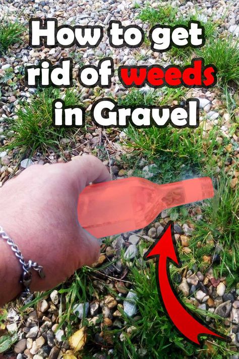 Are weeds popping up between the gravel in your driveway or garden? Don't worry, we've got you covered. Our proven methods for getting rid of weeds growing in gravel are easy and affordable. From using household products like vinegar and salt to implementing natural solutions like mulch and landscaping fabric, we'll have your gravel looking clean and pristine in no time. Say goodbye to pesky weeds and hello to a beautiful outdoor space. Gravel Driveway Landscaping, Kill Weeds Naturally, Killing Weeds, Weeds In Lawn, Driveway Landscaping, Gravel Driveway, Garden Weeds, Beautiful Outdoor Spaces, Creative Gardening