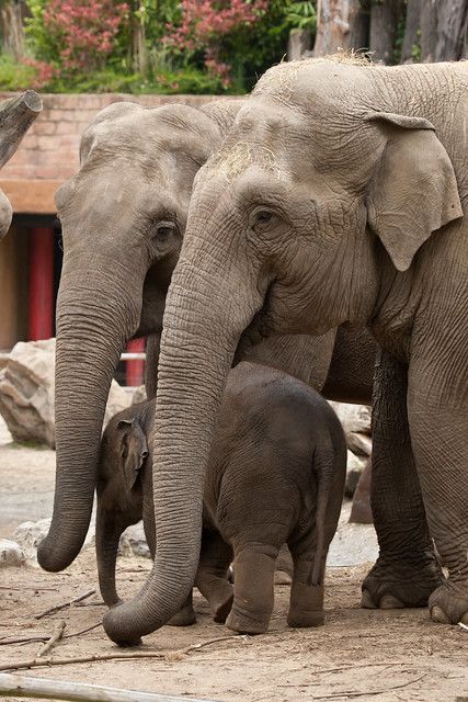 Asiatic Elephant, Lint Roller, Baby Elephant, Dogs And Cats, Drawing Reference, Elephant, Birds, Dogs, Drawings