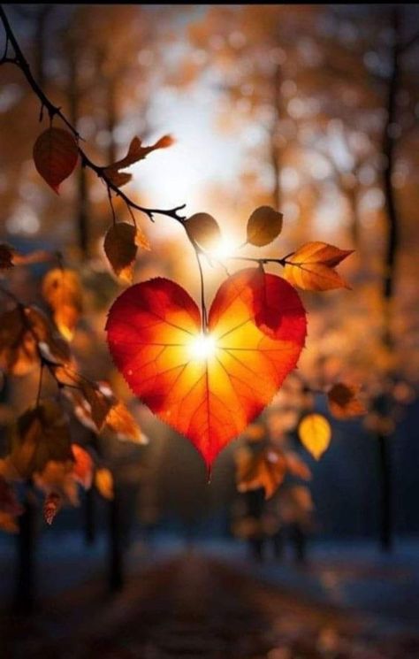 Heart In Nature, Look Wallpaper, Foto Tips, Airbrush Art, Autumn Scenery, I Love Fall, Fall Pictures, Photography Wallpaper, Pretty Wallpapers Backgrounds