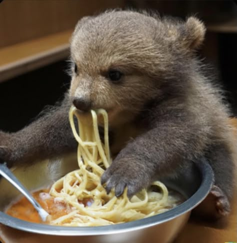 Bear Eating, Eating Spaghetti, Bear Pictures, Pretty Animals, Love Bear, Chuck Norris, Silly Animals, Bear Art, Little Animals