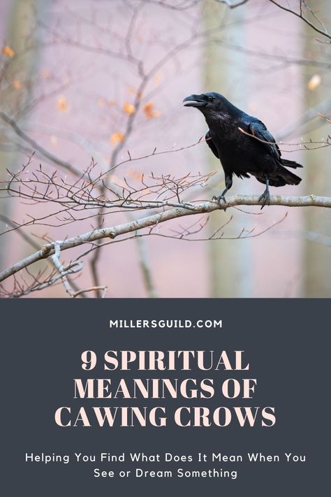 9 Spiritual Meanings Of Cawing Crows Hearing Crows Meaning, Crow Cawing Meaning, Crow Symbolism Meaning, Crow Spiritual Meaning, Cawing Crow, Animals As Omens, Meanings Of Animals, Crow Cawing, Crow Meaning