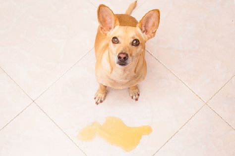 Urinary Tract Infections in Dogs: Find out what to do if your dogs gets a urinary tract infection. Pet Treat, Potty Train, Dog Ages, Dog Pee, Dog Health Care, Bread Loaf, Dog Safety, Therapy Dogs, Dog Treat Recipes