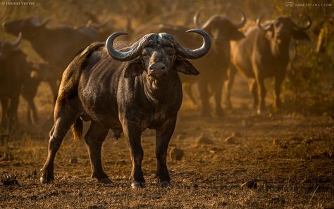 Photo Cape Buffalo by Hendri Venter on 500px Africa Drawing, Buffalo Animal, African Buffalo, Eagle Images, Africa Wildlife, Bull Riding, Big Animals, Africa Safari, Wildlife Paintings