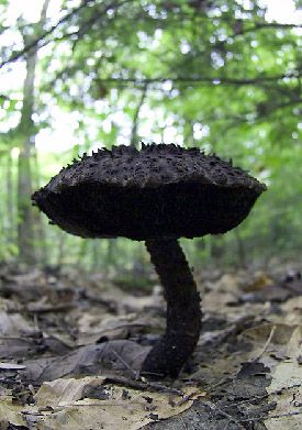 ♆Gothic♆Garden♆ Magic Faraway Tree, The Magic Faraway Tree, Faraway Tree, Lichen Moss, Mushroom Pictures, Garden Mushrooms, Slime Mould, Mushroom Fungi, Mushroom Art