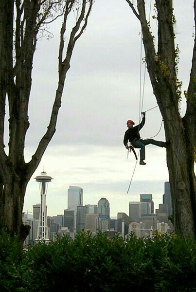 Timberland Tree Service  Expert Arborist  Las Vegas Nevada  (702) 598-3959 Tree Service Logo, Arborist Climbing, Johanna Mason, Rope Climbing, Skateboarding Tricks, Tree Cut, Tree Surgeons, Climbing Trees, Tree Climbing