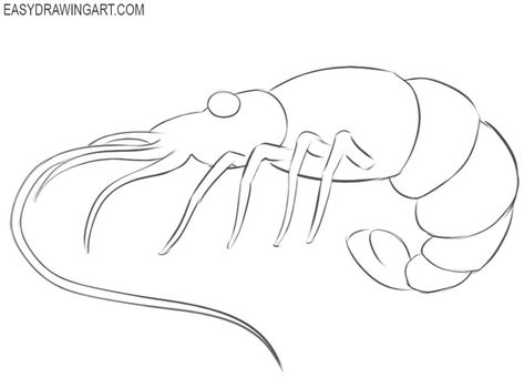 How to draw a shrimp easy step by step How To Draw A Shrimp, Shrimp Drawing, Drawing Tracing, Sea Monkeys, Oil Painting Ideas, How To Draw Animals, Drawing Heads, Wine Cork Crafts, Draw Animals