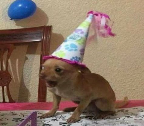 Goofy Dog, Funny Animal Photos, Singing Happy Birthday, Silly Dogs, Cute Funny Dogs, Silly Animals, Cute Memes, Silly Cats, Funny Animal Pictures