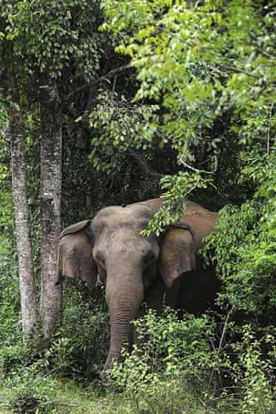 The week in wildlife - in pictures | Environment | The Guardian Elephants Never Forget, Save The Elephants, Asian Elephant, Elephant Love, African Elephant, An Elephant, Animal Planet, Nature Animals, Wild Animals