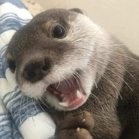 Otter Pfp, Otter Facts, Cute Otters, Otters Cute, Cute Otter, Baby Otters, Sea Otters, Animal Icon, Sea Otter