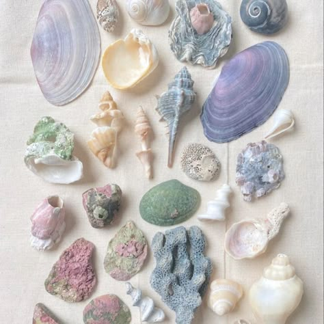 So pretty ✨🐚💜 Who else loves sea shells? I'm so inspired by all sorts of different shells right now and the variety of colours. My Pinterest is just all shells right now. Here are some of my favs. #shells #shellart #shelllover #seashellsbytheseashore #shells🐚 Pretty Shells, Mermaid Core, Ocean Treasures, Ocean Aesthetic, Mermaid Aesthetic, Shell Collection, Pearl Jewellery, Seashell Crafts, Crafts Hacks