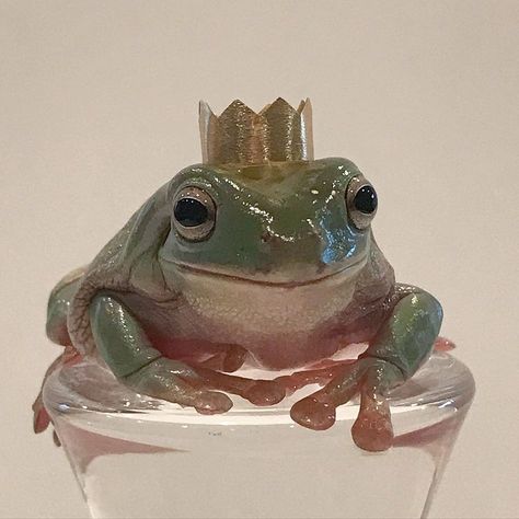 Frogs And Mushrooms, Frog Aesthetic, Whites Tree Frog, Pet Frogs, Baby Frog, Frog Wallpaper, Frog Pictures, Cute Reptiles, Frog Art