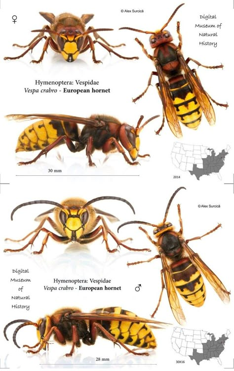 Wasp Photography, Wasp Insect, Types Of Bees, Caddis Flies, Insect Photography, Bees And Wasps, Cool Bugs, Art Basics, Animal Anatomy