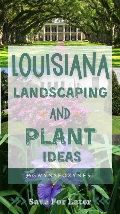 Ideas for Louisiana Landscaping and plant types South Louisiana Landscaping, Southern Home Landscaping, Southern Landscaping Ideas, Louisiana Landscaping, Louisiana Landscape, Low Maintenance Landscaping Front Yard, Lemon Cypress, Natural Landscaping, Low Maintenance Landscaping