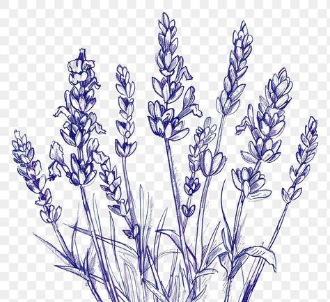 Lavender Drawing Simple, Lavender Flowers Drawing, Lavender Plant Drawing, Lavender Flower Drawing, Lavender Line Art, Lavender Sketch, Lavender Drawing, Lavender Graphic, Lavender Illustration