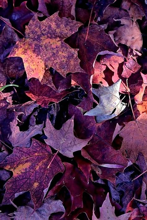 Mauve Aesthetic, Autumn Purple, Fall Purple, Red Autumn, Fall Background, Steps To Success, Dark Autumn, Plum Color, Brown Aesthetic