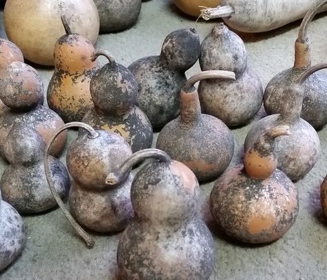 How To Clean And Preserve Gourds, How To Carve Dried Gourds, How To Make Bird Houses Out Of Gourds, How To Prepare Gourds For Painting, Birdhouse Gourds How To Dry, How Do You Dry Out Gourds, How To Dry Gourds For Birdhouses, How To Clean Dried Gourds, Painting Dried Gourds