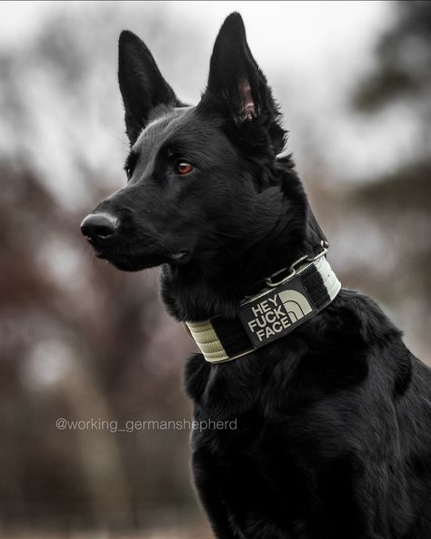 Tactical Dog Gear, Extra Large Dog Breeds, Baby German Shepherds, Silver German Shepherd, Dutch Shepherd Dog, Wolf Poses, Black German Shepherd Dog, German Sheperd Dogs, Army Dogs