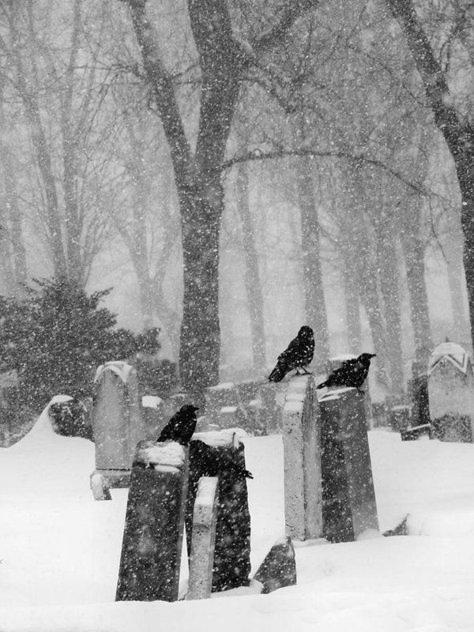 White Goth Aesthetic, Paradis Sombre, Gothic Winter, White Goth, Dark Christmas, Doom Metal, Travel Architecture, Black Birds, Commonplace Book