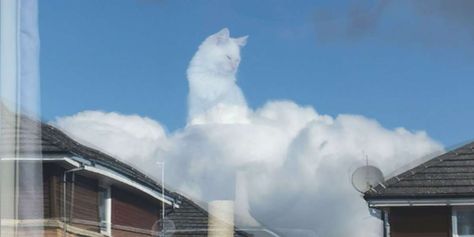 People Can’t Get Enough Of This Fluffy White Cat In The Clouds Cat Cloud, Cute Cat Aesthetic, Cat And Cloud, Super Pictures, Big Room, Cloud Photos, Cat Perch, Indian Express, Raining Cats And Dogs