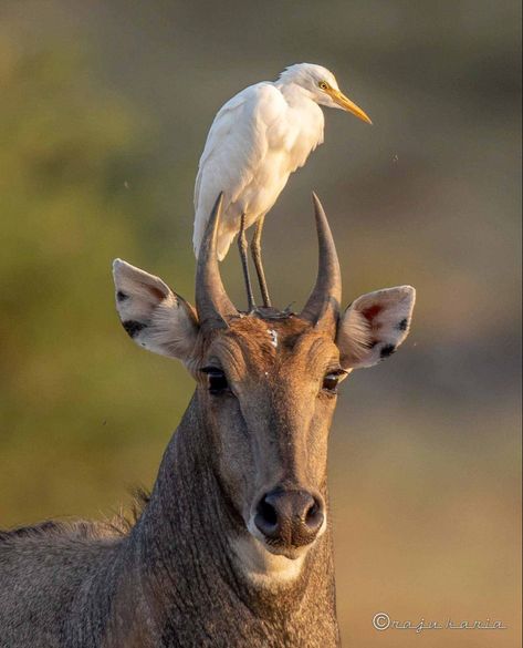 Cattle Egret Birds, Asian Animals, Cattle Egret, Deer Photos, Relief Carving, Eagle Wings, Gallery Wallpaper, Animal Antics, Photography Challenge