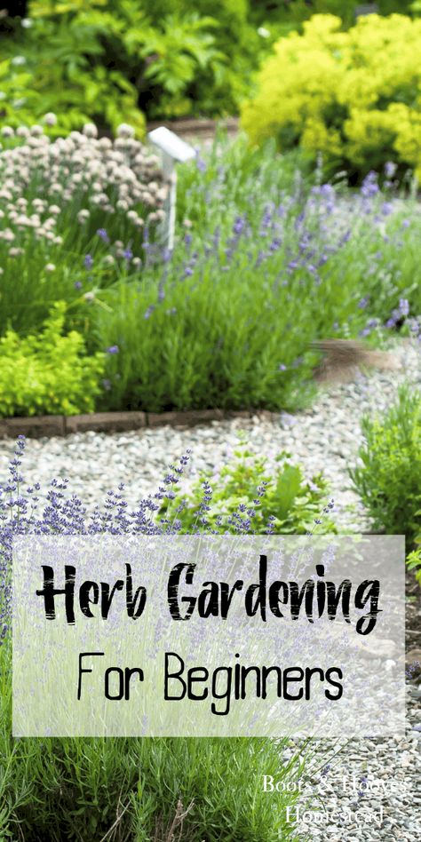 Herb gardening for beginners. Get tips, tricks, and learn the basics of starting an herb garden. Gemüseanbau In Kübeln, Funny Vine, Outdoor Herb Garden, Cactus Terrarium, Herb Garden Design, Herb Gardening, Garden Types, Organic Gardening Tips, Olive Garden