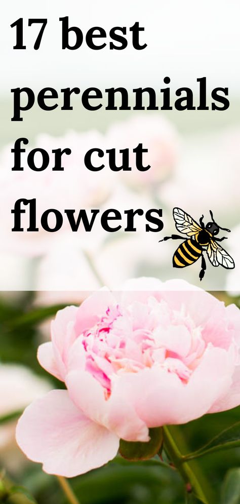 peony flowers Best Perennials For Cut Flowers, Zone 4 Flower Garden, Cut Flower And Vegetable Garden, Easy To Grow Perennial Flowers, Perrenial Flowers For Cut Garden, Longest Lasting Cut Flowers, How To Plant A Cut Flower Garden, Cut Flower Perennials, Zone 5 Cut Flower Garden