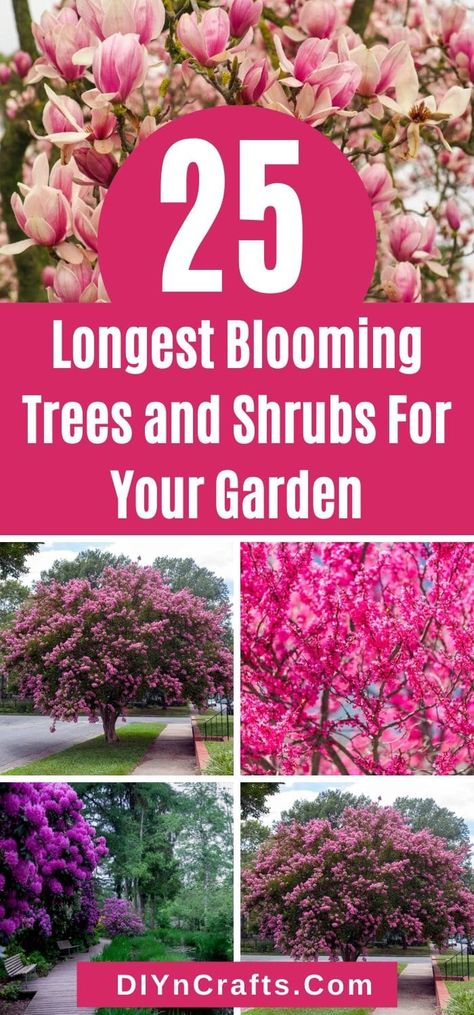 Make your garden more colorful by picking some vibrant flowering trees and shrubs, with short descriptions and photos on each listed tree. Check it out now! Garden Island Ideas, Decor Hacks Diy, Flowering Crabapple, Short Trees, Fringe Tree, Pink Flowering Trees, Trees For Front Yard, Creative Garden Decor, Garden Island