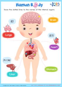 Human Body Worksheet Internal Body Parts For Kids, Internal Organs For Kids, Human Body Internal Organs, Body Internal Organs, Body Worksheet, Worksheets For 3rd Grade, Classifying Animals, Animals Worksheet, Body Parts For Kids