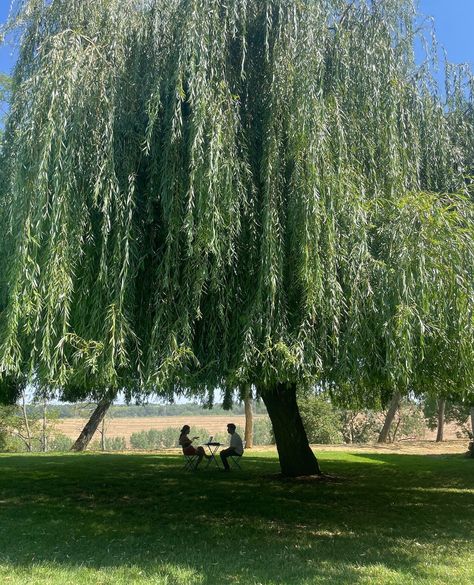 Centenary Weeping Willow #tree #garden⁠ #willow⁠ #julyvibes #francetourisme #francetravel #chateauderiolas #chateaulife Huge Willow Tree, Willow Tree In Backyard, Cherry Blossom Willow Tree, Willow Tree In Front Yard, Weeping Willow Tree Backyard, Weeping Willow Backyard, Willow Tree In Winter, Willow Tree House, Willow Tree In Garden