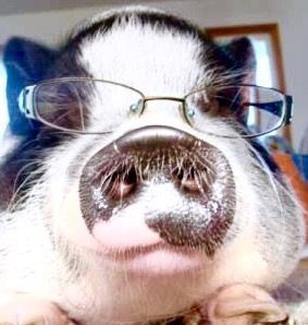 Pig in glasses Pig Wearing Glasses, Animals In Glasses, Pig With Glasses, Animals Wearing Glasses, Animals With Glasses, Big Glasses, Silly Things, Wearing Glasses, I Hope You